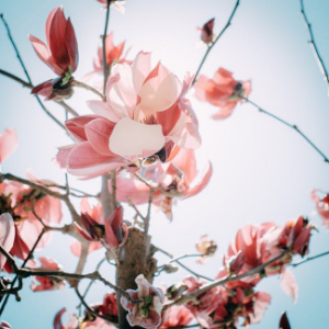Blooming Orchard